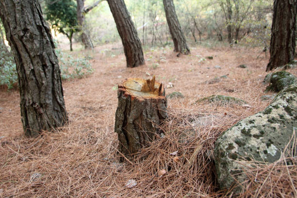 How Our Tree Care Process Works  in  Alpena, MI